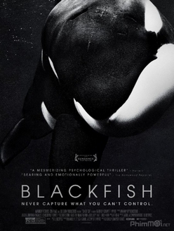 Cá Đen - Blackfish (2013)